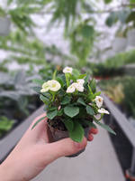 EUPHORBIA MILIANA BIAŁA P6