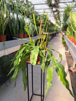 EPIPHYLLUM OXYPATELUM P20