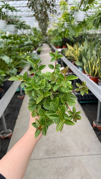 PEPEROMIA ANGULATA P12