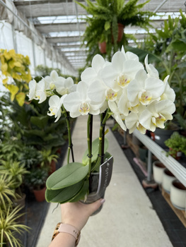 PHALENOPSIS MULTIFLORA TYPES STARRION P12