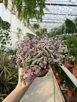 CALLISIA ROSATO P12