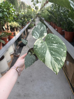 MONSTERA THAI CONSTELLATION P9