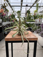 TILLANDSIA STREPTOPHYLLA P8