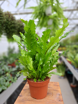 ASPLENIUM NIDUS P13