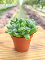DELOSPERMA P5,5