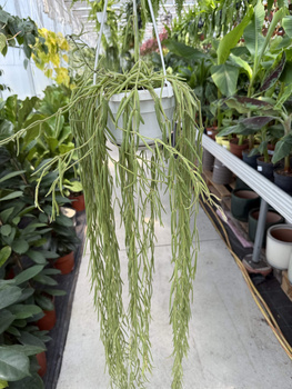 HOYA LINEARIS P14