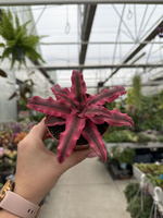 CRYPTANTHUS ZONANTUS RÓŻ P9