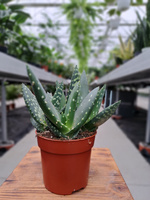 ALOE PARADISUM P12