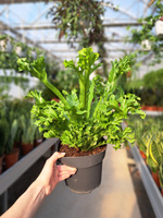 PAPROĆ ASPLENIUM LESSIE P17