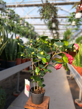 CAMELIA CZERWONA P15