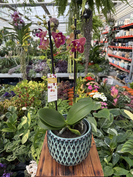 PHALENOPSIS LIMITED 03 P12