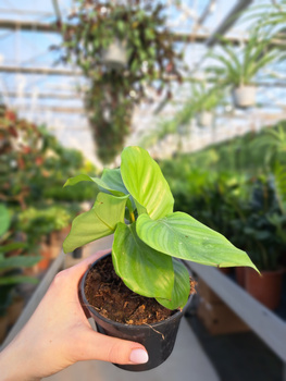 CALATHEA ORBIFOLIA P10
