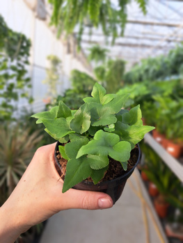 DORYOPTERIS PEDATA P9