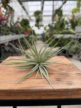 TILLANDSIA KATHY P10