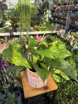 EPIPREMNUM MARBLE GREEN P12