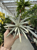 SENECIO SCAPOSUS P10