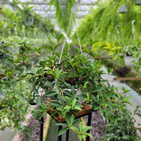 PEPEROMIA PALCZASTA KOSZ
