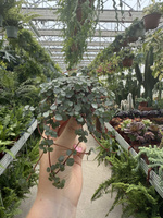 PILEA GLAUCA P6