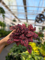 HYPOESTES  CZERWONY - NIEDOŚPIAN P9