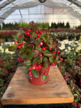 GOLTERIA ROZESŁANA CZERWONA