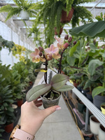 PHALENOPSIS MULTIFLORATYPES ORANGE AROMIO HONEY MINI P7