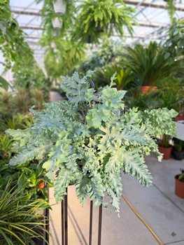 PHLEBODIUM DAVANA P20