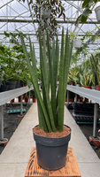 SANSEVIERIA CYLINDRICA SPAGHETTI P17