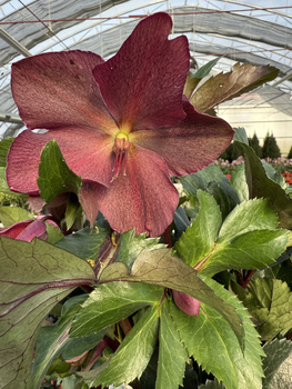 CIEMIERNIK EARLY RED P19