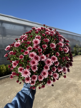 CHRYZANTEMA DROBNOKWIATOWA JASNORÓŻOWA