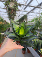 SANSEVIERIA LOOP'S PRIDE HAHNII P9.
