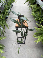 EPIPREMNUM AMPLISSIUM SILVER P12