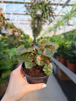 SYNGONIUM MARIA P10