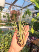 TILLANDSIA JUNCEA 101597