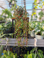 PEPEROMIA PAPPERSPOT  P11