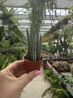 SENECIO STAPELIFORMIS P5,5