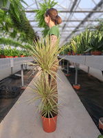 DRACENA MARGINATA BICOLOR P21