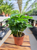 COFFEA ARABICA P9