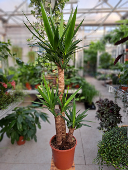 YUCCA 3 PĘDOWA P24