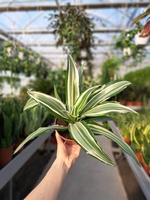 DRACENA WHITE JAWEL P12