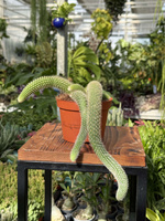 CACTUS HILDEWINTERA P11