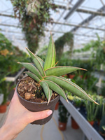 SANSEVIERIA ALMOND SILVER P12