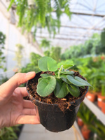 PAPROĆ HEMIONITIS ARIFOLIA P9