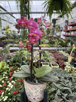 PROMOCJA PHALENOPSIS ORANGE AROMIO FLORAL P12