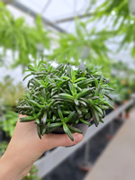 KALANCHOE MILLIONS TUBI P12