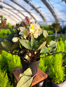 CIEMIERNIK MALORY P15