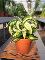 DRACENA MALAIKA P12
