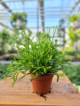 RHIPSALIS CASSUTHA P5,5