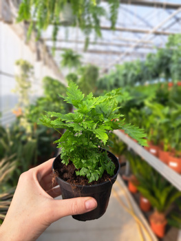 PTERIS FAUREI P9