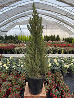 ŚWIERK BIAŁY CONICA P19