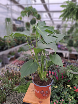 MONSTERA DELICIOSA P17
